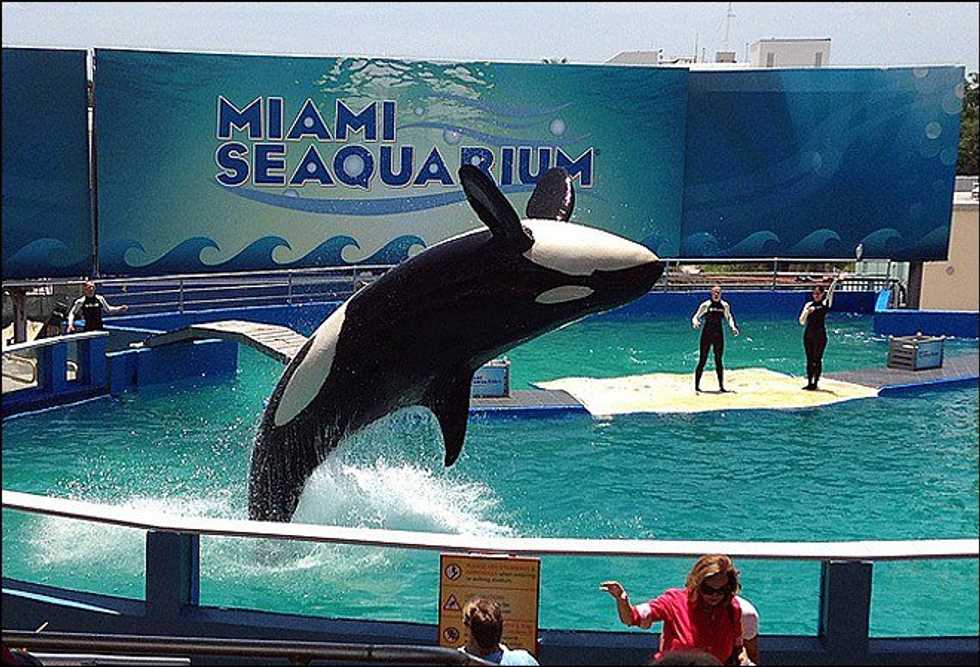 Lolita: The Oldest Captive Killer Whale