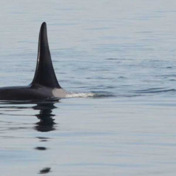New Orca Additions to the Puget Sound: J50 and J51