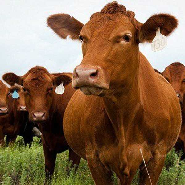 Where's The Beef?