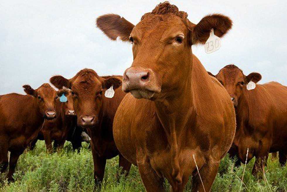 Where's The Beef?