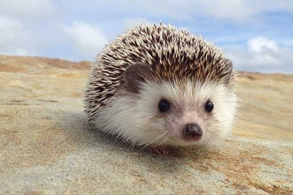 5 Reasons Why Hedgehogs Are Every College Student's Spirit Animal
