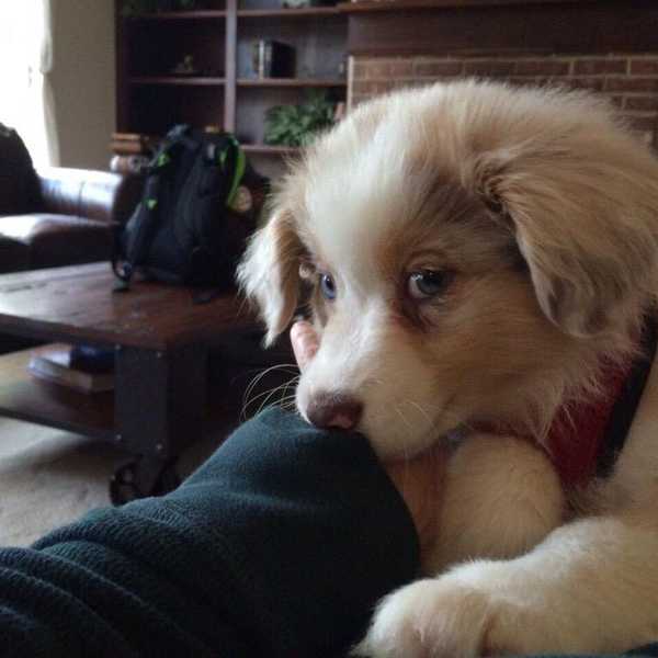 The Stages of Getting a New Puppy