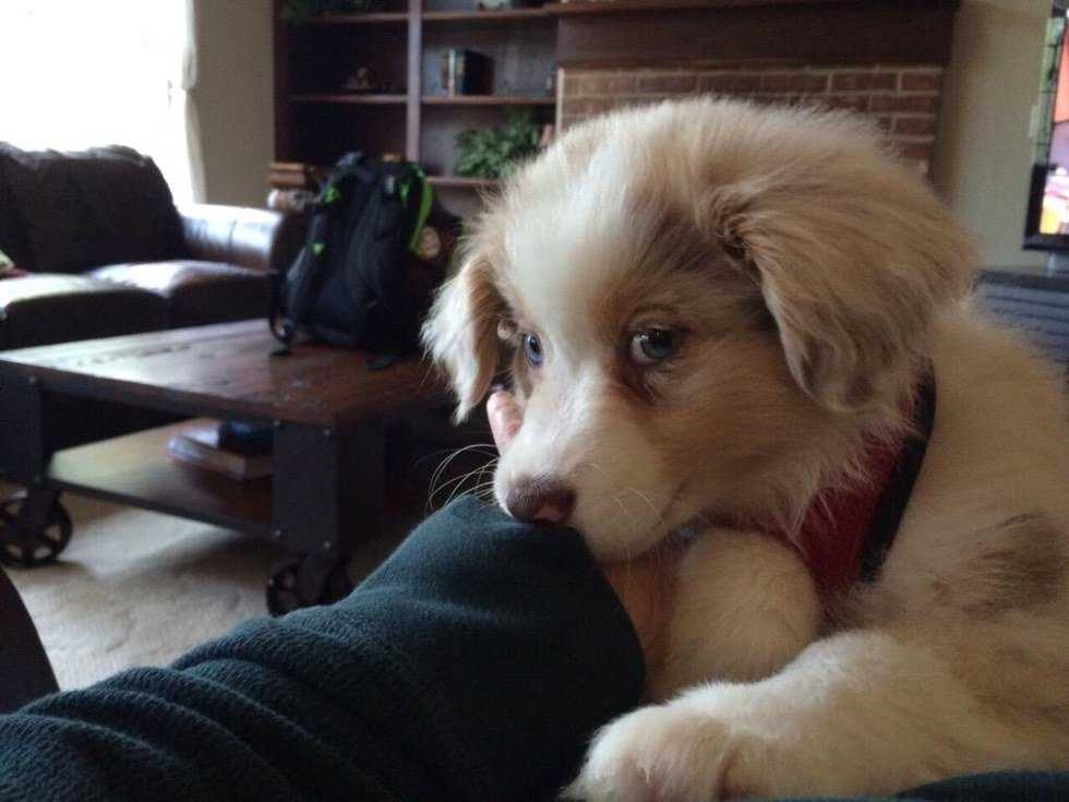 The Stages of Getting a New Puppy