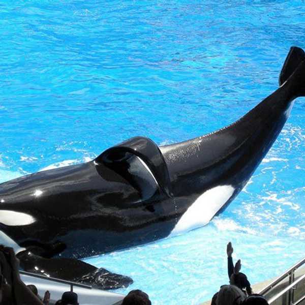 The Truth Behind Shamu