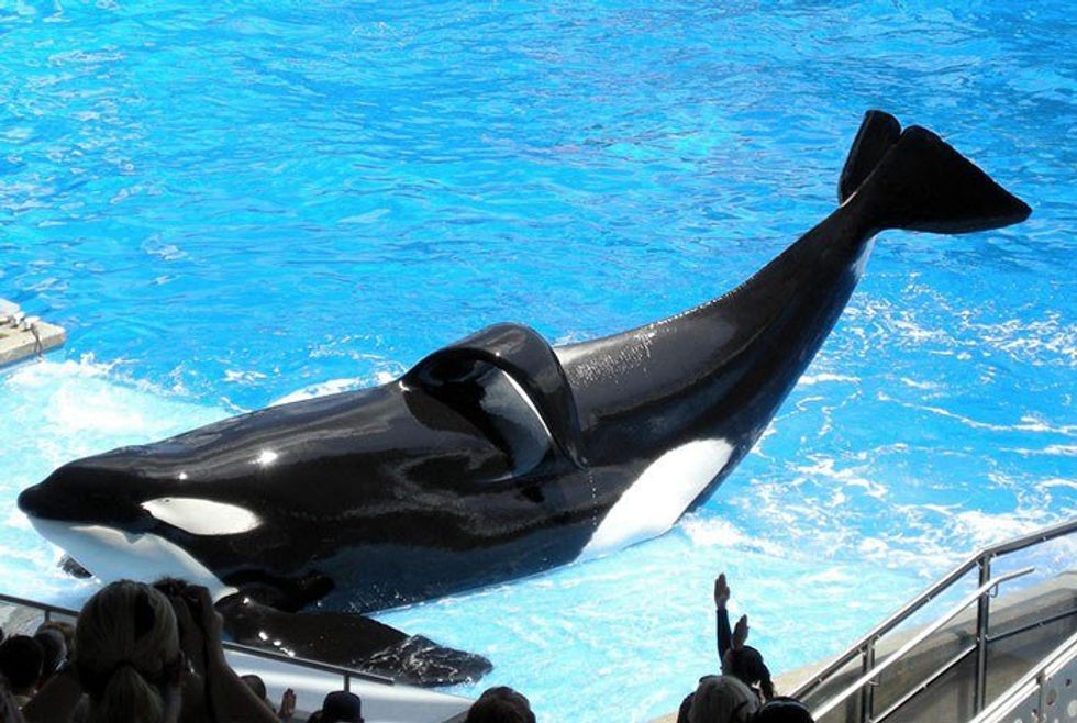 The Truth Behind Shamu