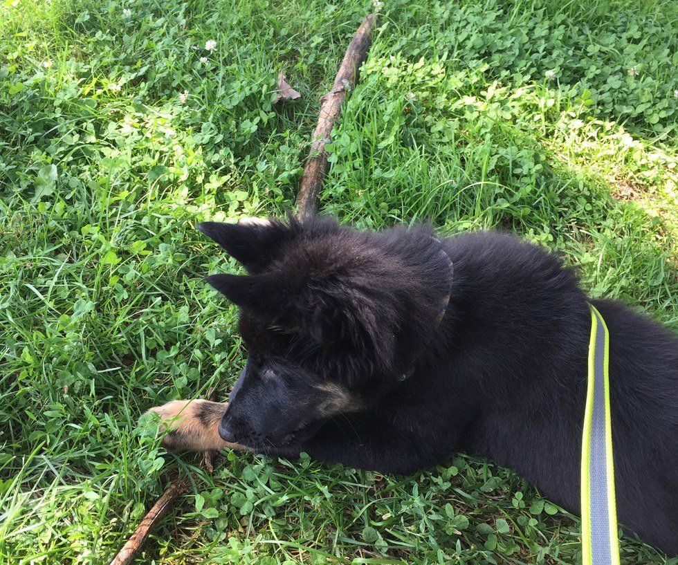 16 Things To Expect When You're Expecting (A Puppy)