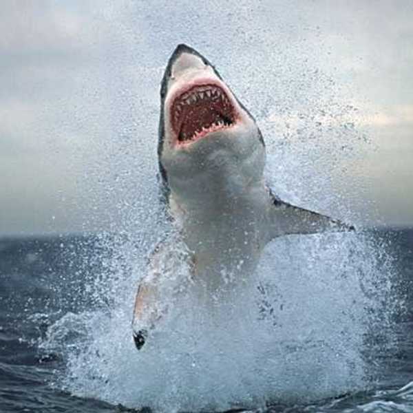 How Shark Week Changes Lives