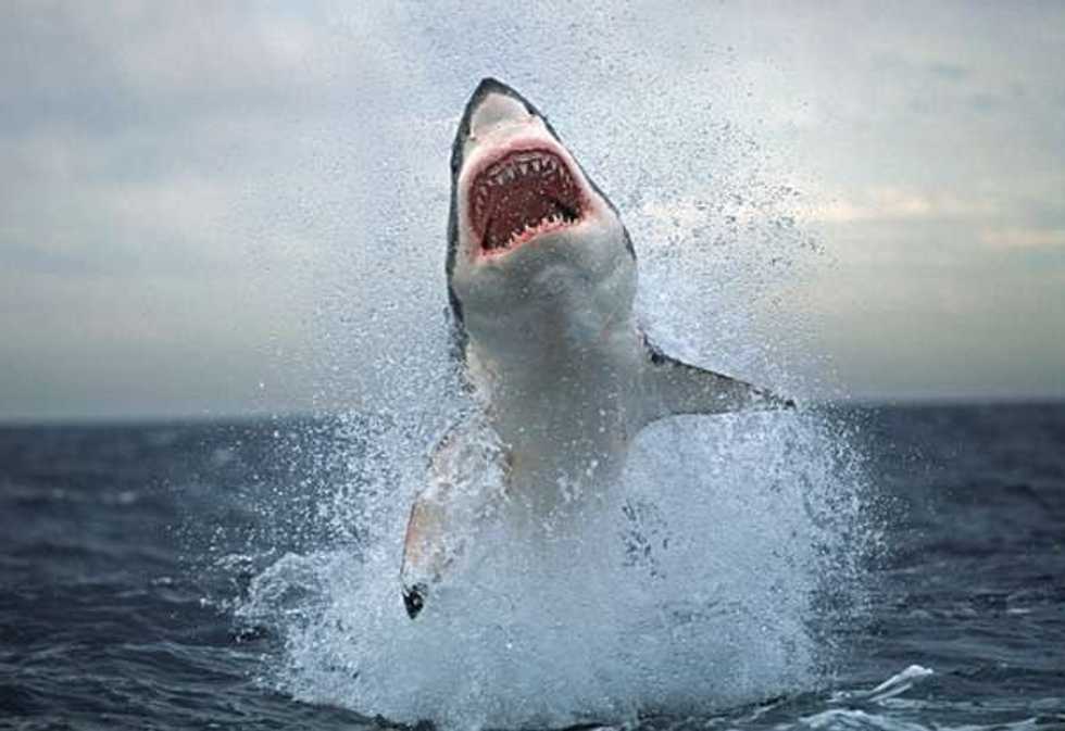 How Shark Week Changes Lives