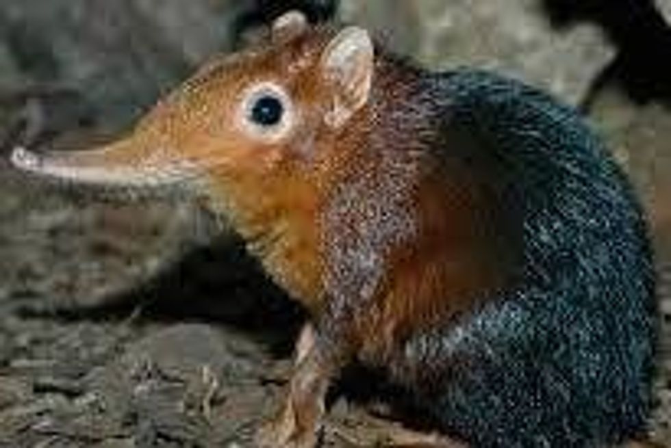 10 Cute Animals Saddled With Misnomers