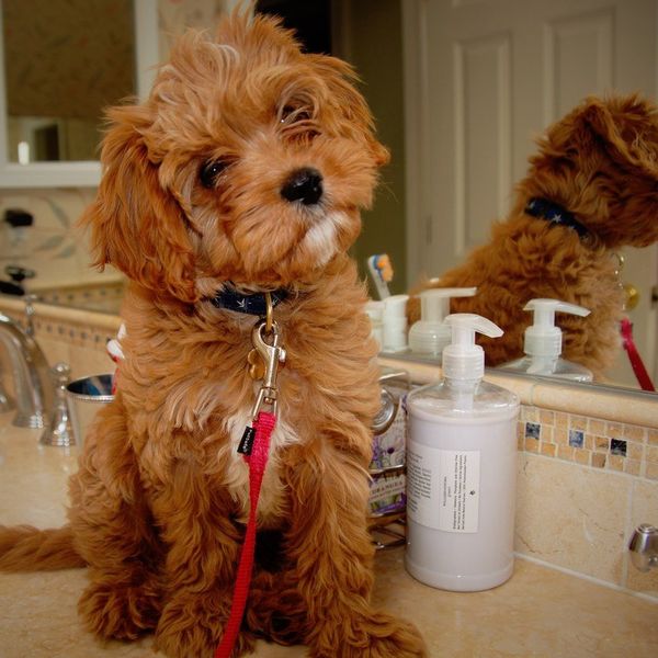 Stages Of Getting A New Puppy