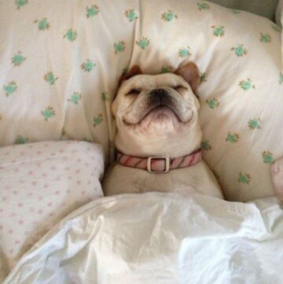 The Challenges of Bringing Your Dog to College