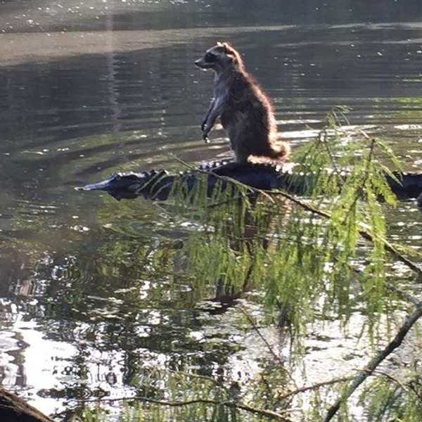 Earth Is Home To Every Creature