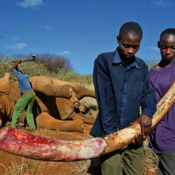 How To Save An Elephant