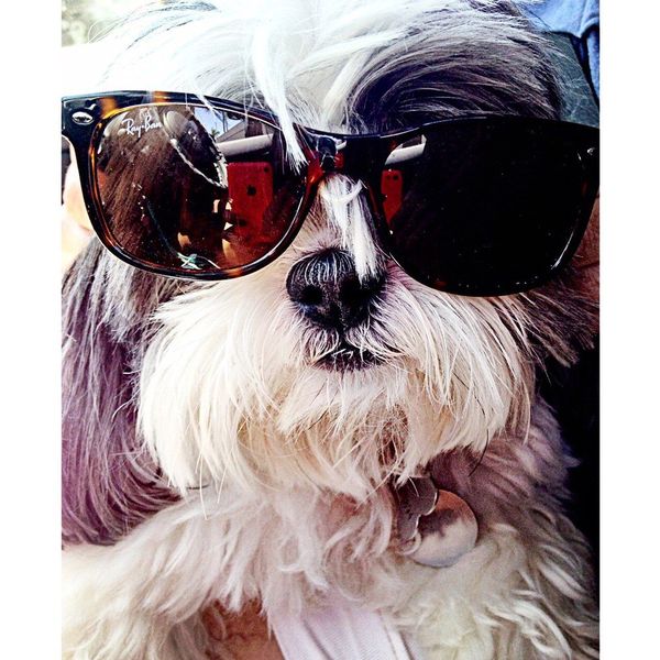 True Life: Obsessed With My Pet