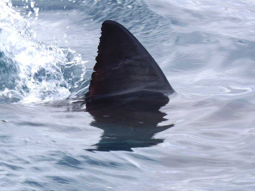 Why Sharks Fascinate Us If Only For One Week A Year
