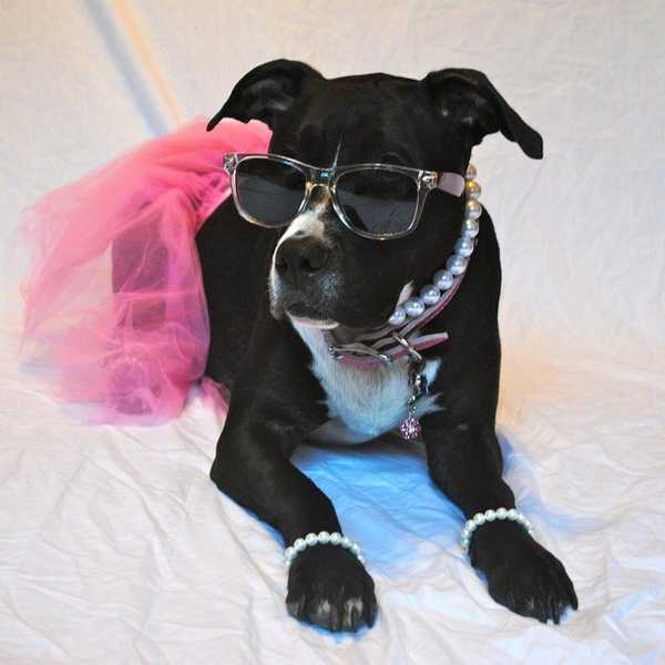 10 Reasons Why Dogs Are Better Than People