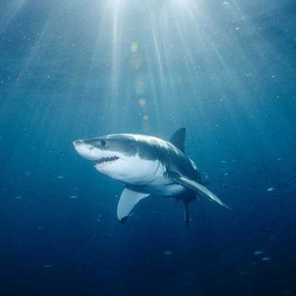 SHARK TALK: Are Our Worries Justified Or Media Driven?