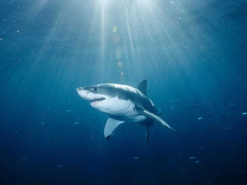 SHARK TALK: Are Our Worries Justified Or Media Driven?