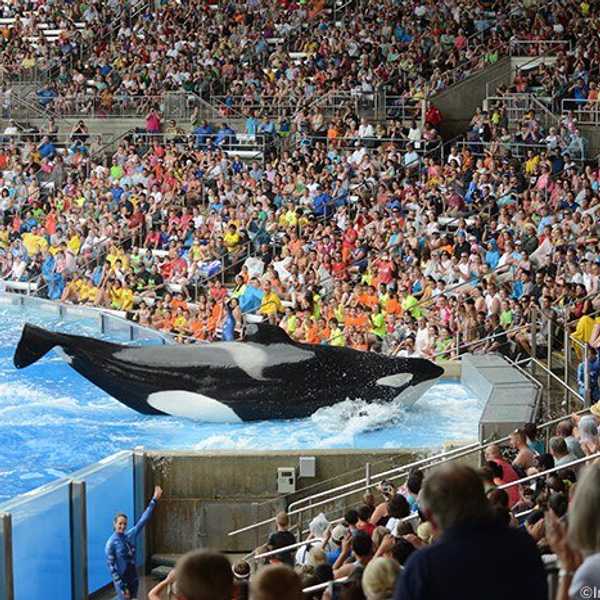 SeaWorld: A World Of Greed