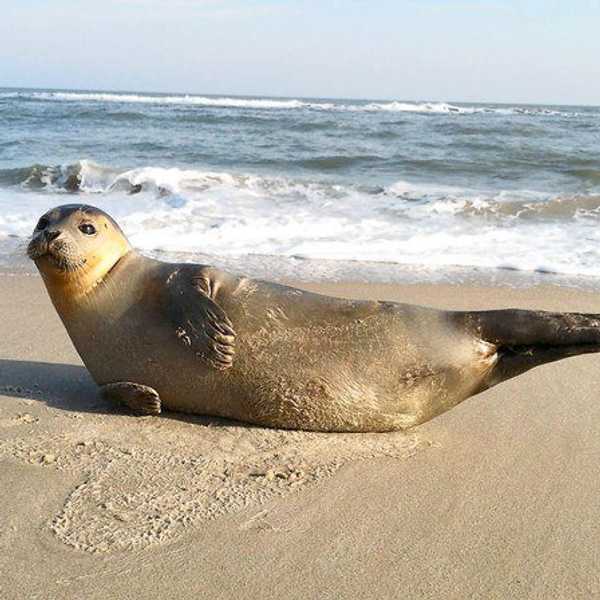People Should Know the Danger of Approaching Pinnipeds