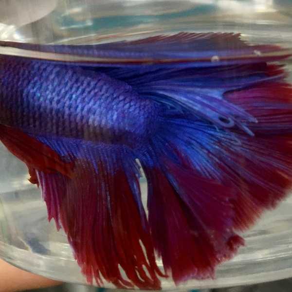 Betta Fish Coloring: The Latest Hair Trend
