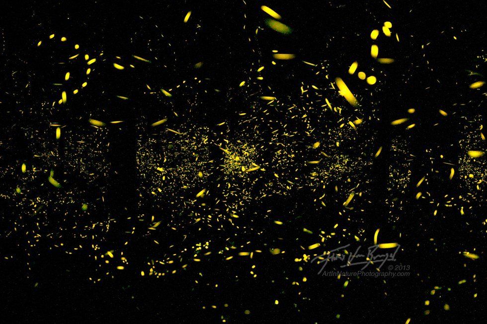 Fireflies Of A Dark World