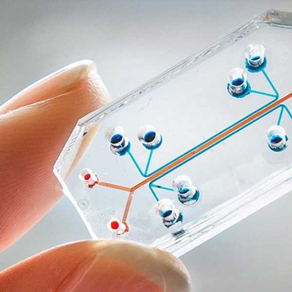 Organs-On-Chips: The Future Of Drug Testing