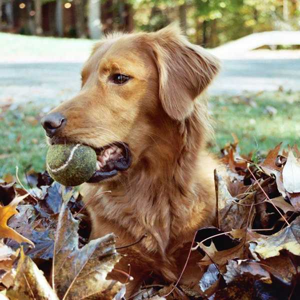4 Important Things I Learned From My Dog