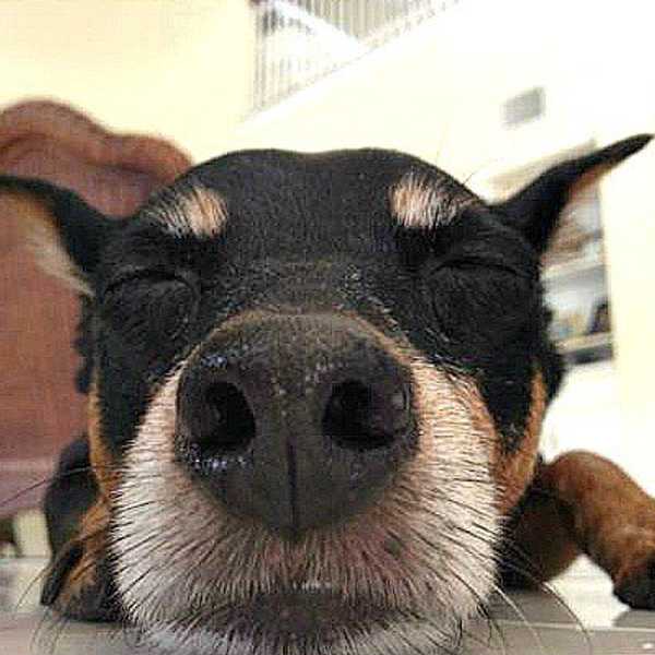 Why Your Dog Knows You Better Than Most People