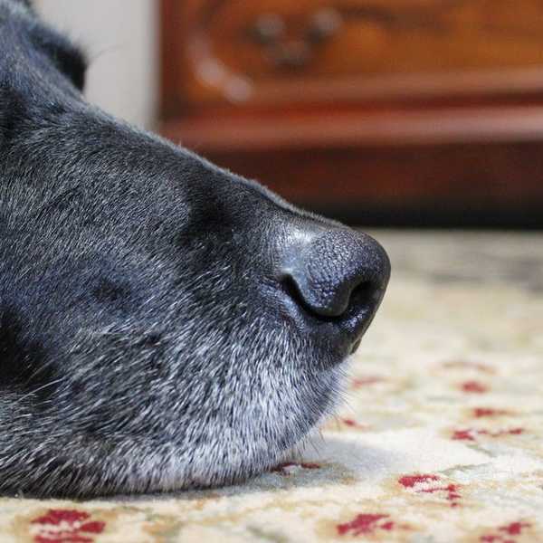 Love Letters To My Dog