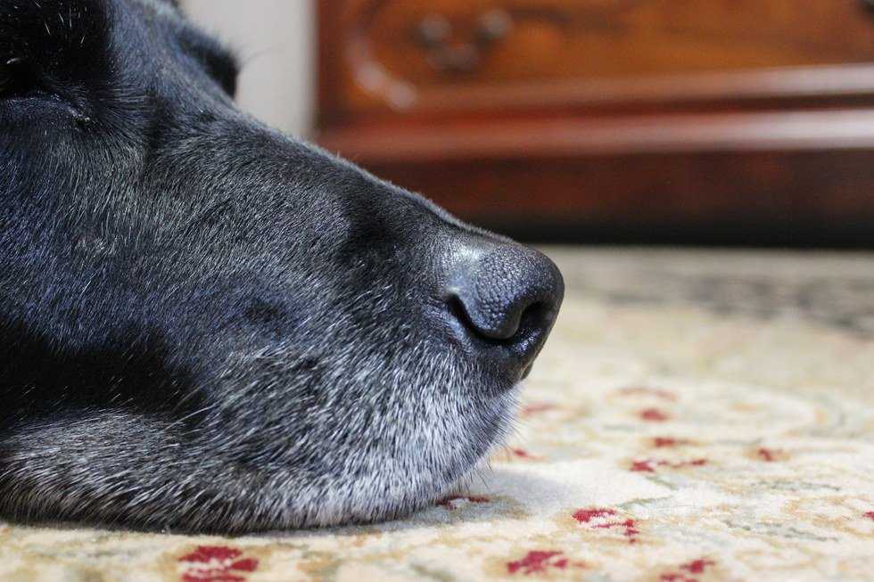 Love Letters To My Dog