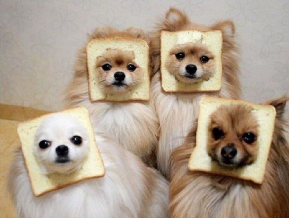 10 Reasons I'm A Dog Person