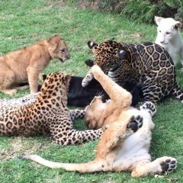 Black Jaguar White Tiger Foundation