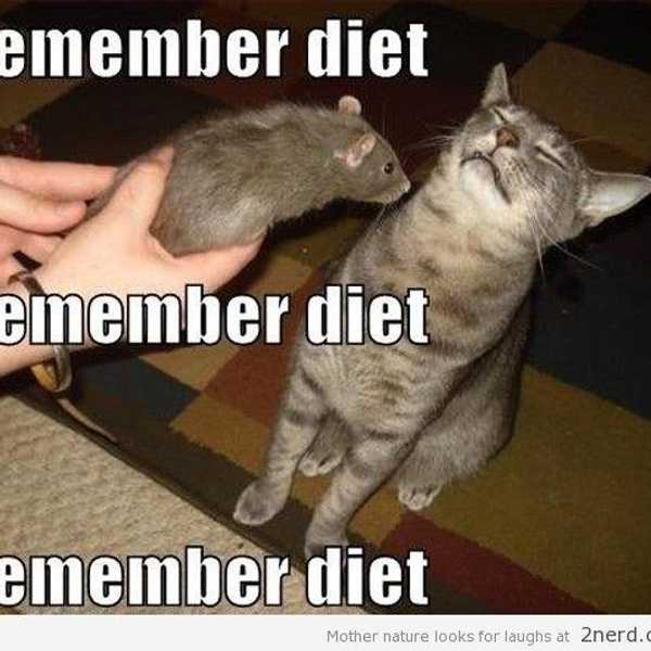 How To: Diet The Right Way