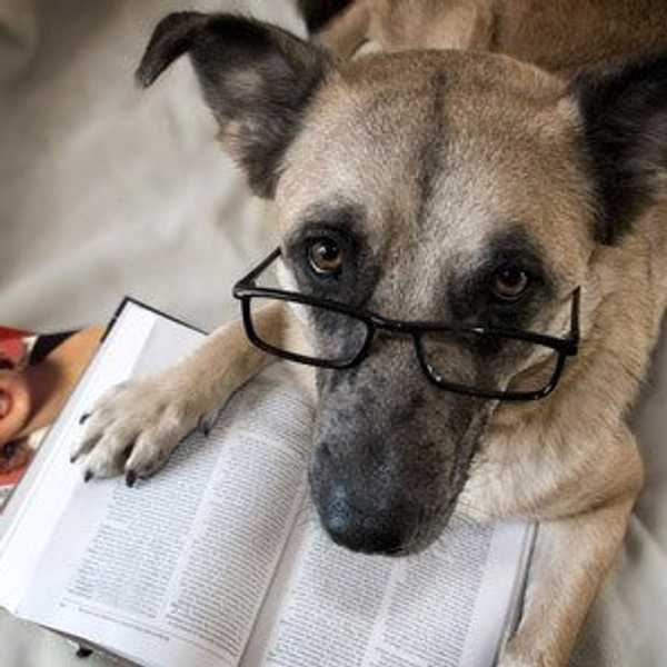 Finals From Your Dog's Perspective