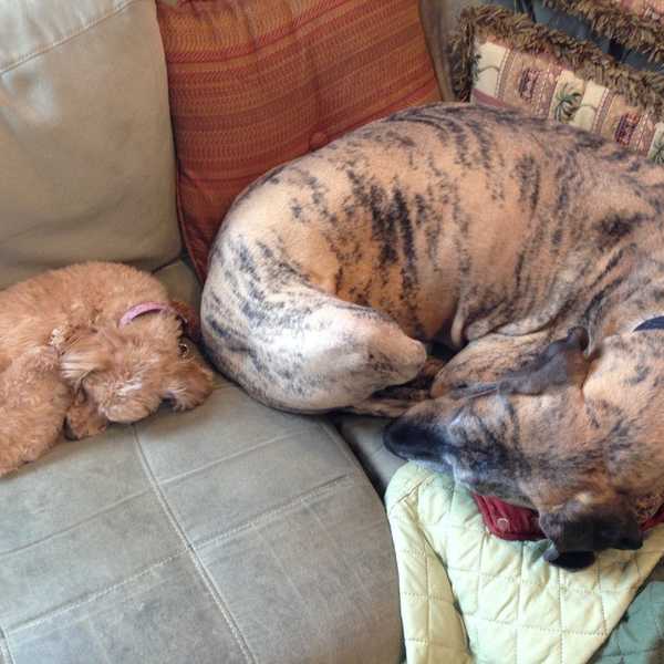 20 Reasons Every Person Should Own a Dog