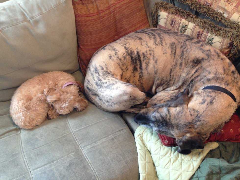 20 Reasons Every Person Should Own a Dog