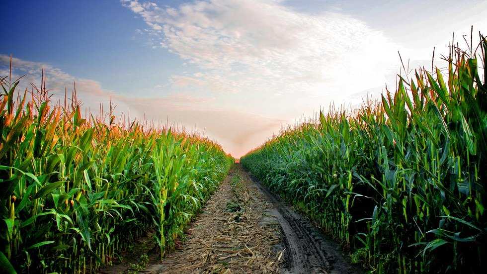 30 Things "Coasties" Learn From Going to College in the Midwest