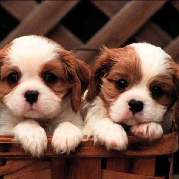 Here Are Some Puppies To Get You Through Finals