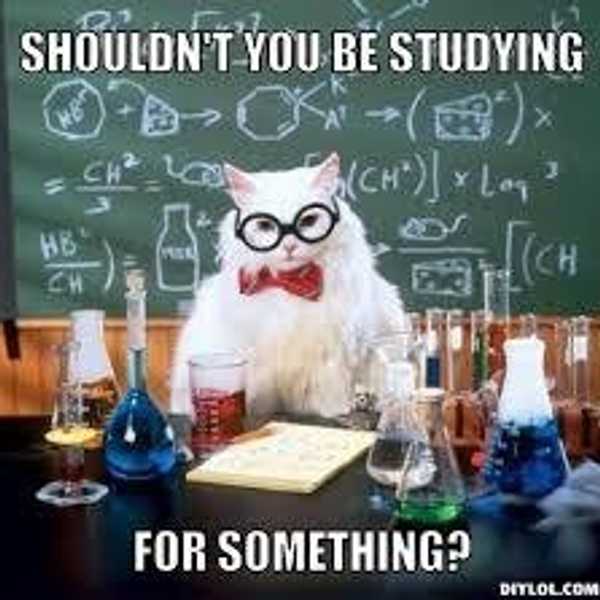 Finals Week as Told by Cats