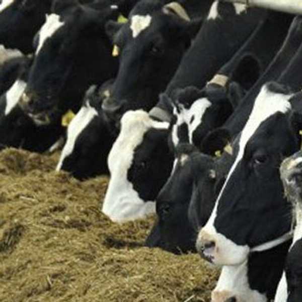 The Downsides to Animal Agriculture