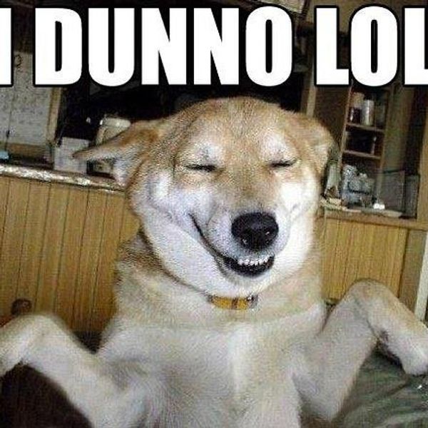 Finals Week Explained by Dog GIFs