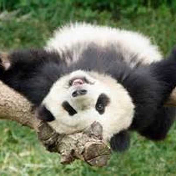 Cutest Endangered Animals That Should be Saved, Now!