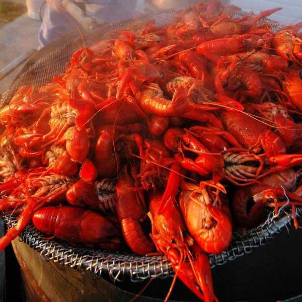 An Ode to Crawfish