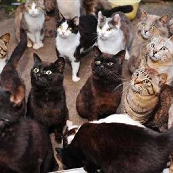 10 Times Cats Proved They are Better Than People