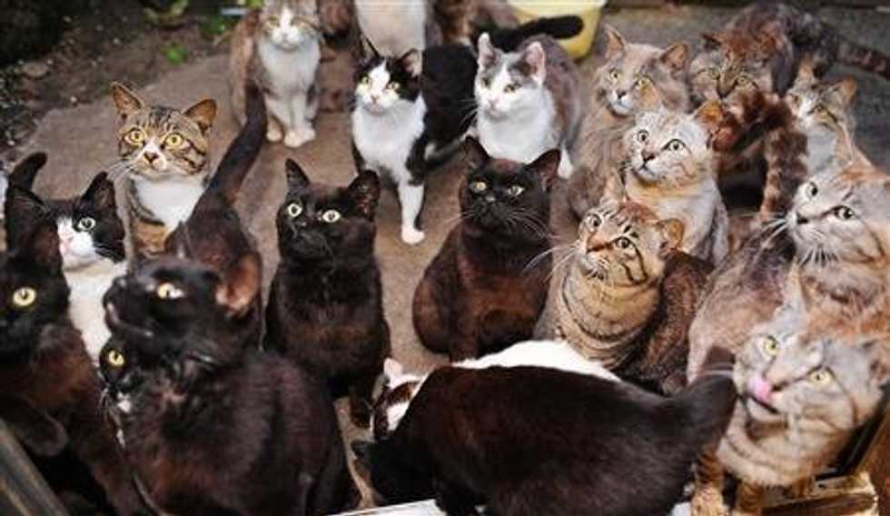 10 Times Cats Proved They are Better Than People