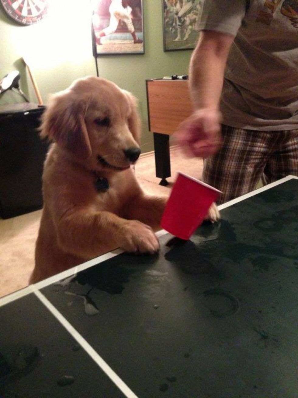 The Life of a Frat Dog