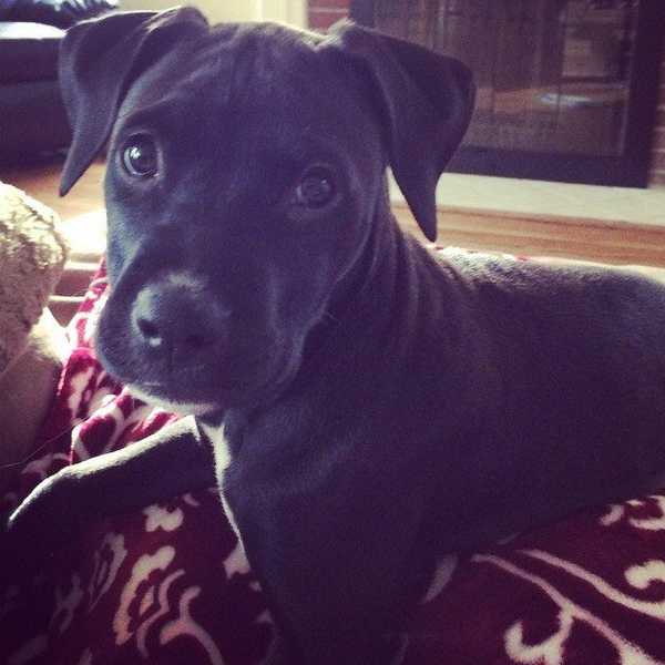 What It's Like Having a Long Distance Relationship With Your Pet