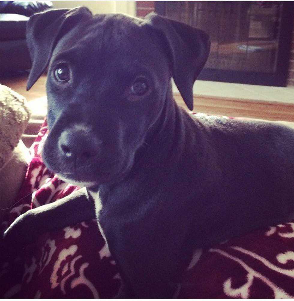 What It's Like Having a Long Distance Relationship With Your Pet