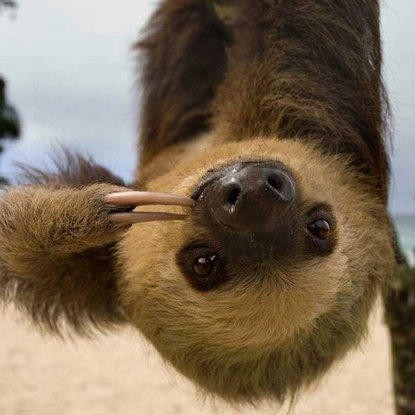 Your Spring Break As Told By Sloths